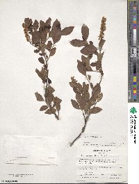 Itea virginica image