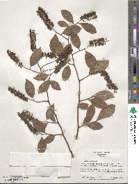 Itea virginica image