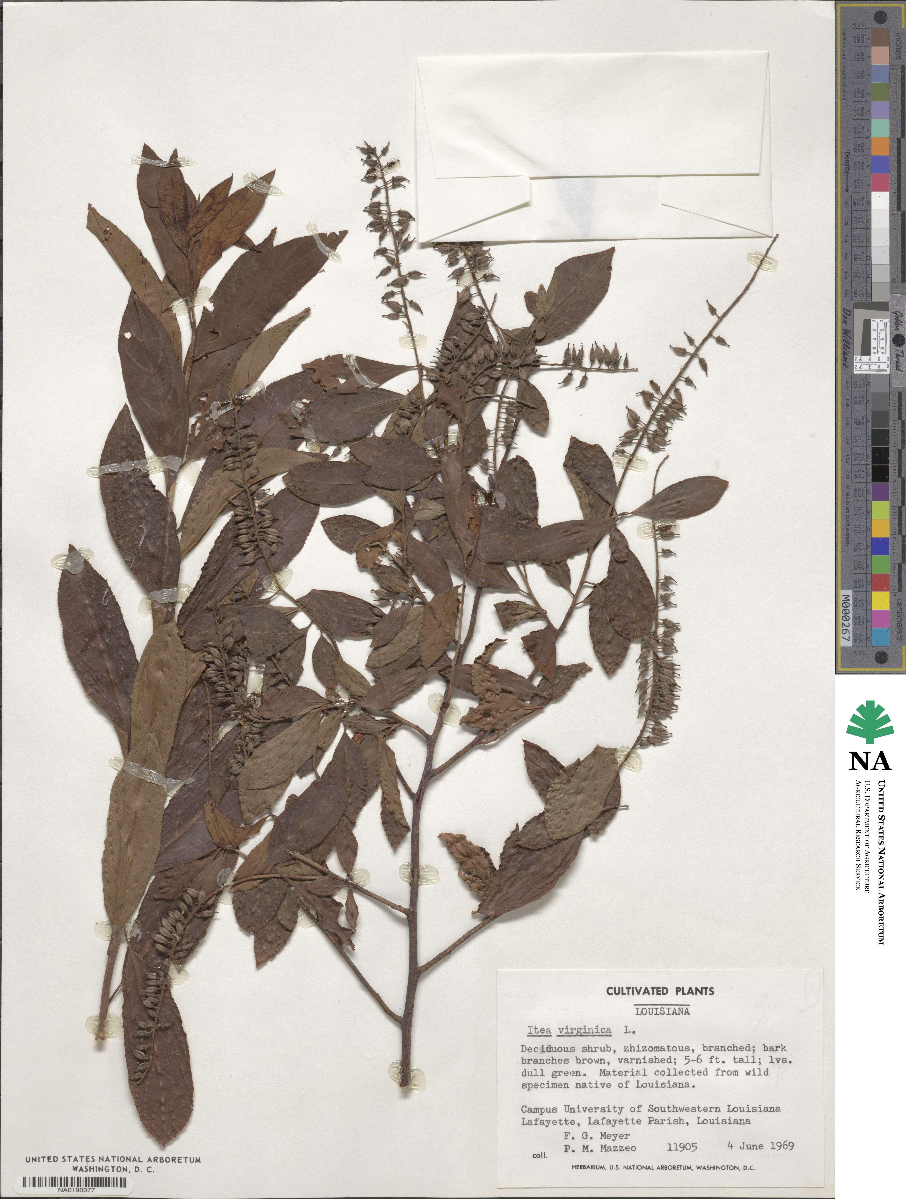 Itea virginica image