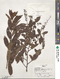 Itea virginica image