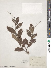 Itea virginica image