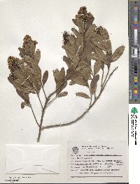 Escallonia bifida image