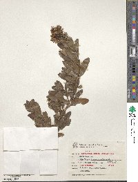 Escallonia bifida image