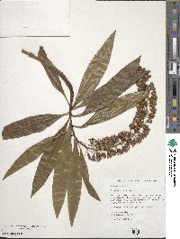 Escallonia herrerae image