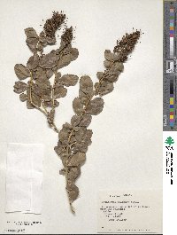 Escallonia illinita image