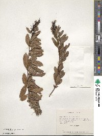 Escallonia illinita image