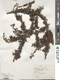 Escallonia illinita image