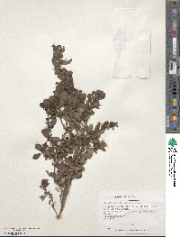 Escallonia illinita image