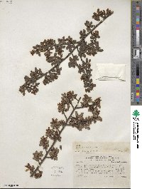 Image of Escallonia myrtilloides