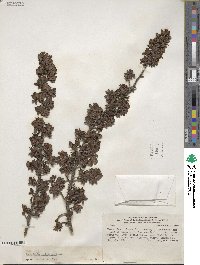 Escallonia myrtilloides image