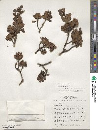 Escallonia myrtilloides image