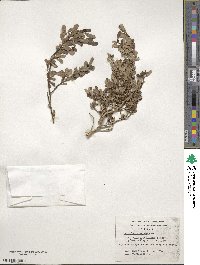 Escallonia serrata image