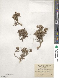 Escallonia serrata image