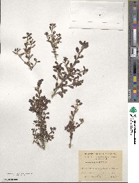 Escallonia serrata image