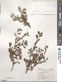 Escallonia serrata image