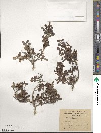 Escallonia serrata image