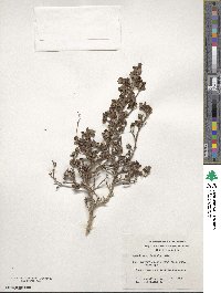 Escallonia serrata image