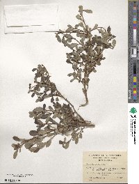 Escallonia serrata image