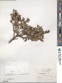 Escallonia serrata image