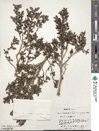 Escallonia serrata image