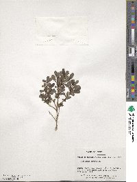 Escallonia serrata image