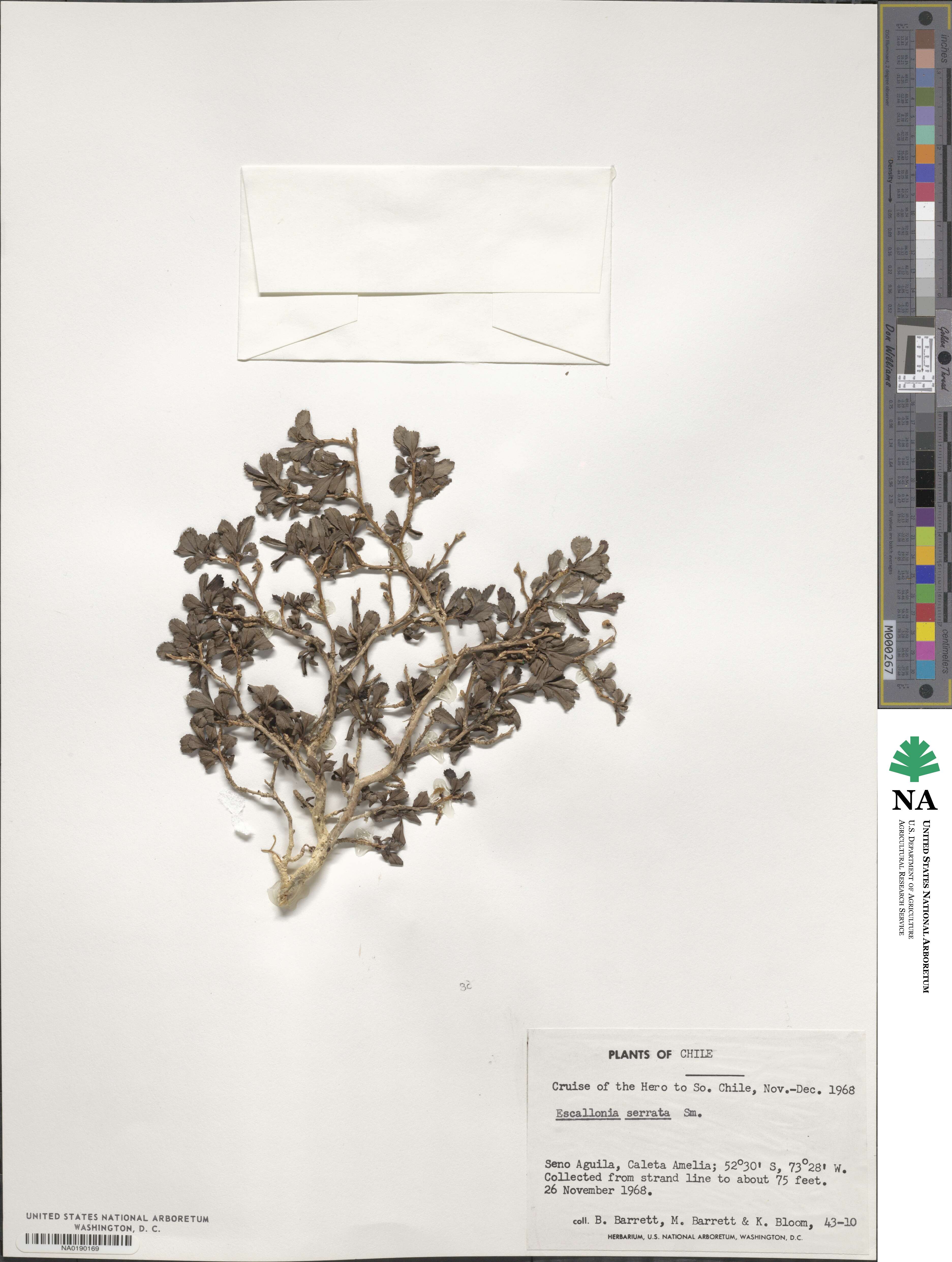 Escallonia serrata image