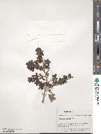 Escallonia serrata image