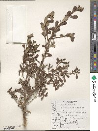 Escallonia serrata image