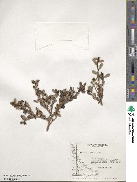 Escallonia serrata image