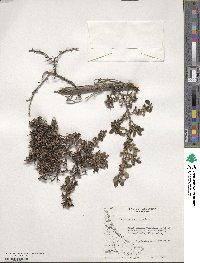 Escallonia serrata image