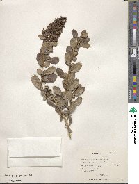 Escallonia myrtoidea image