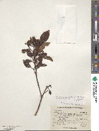 Image of Escallonia paniculata