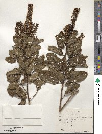 Escallonia pulverulenta image