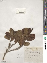 Escallonia pulverulenta image