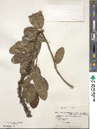 Escallonia pulverulenta image