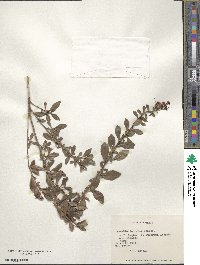 Image of Escallonia rosea