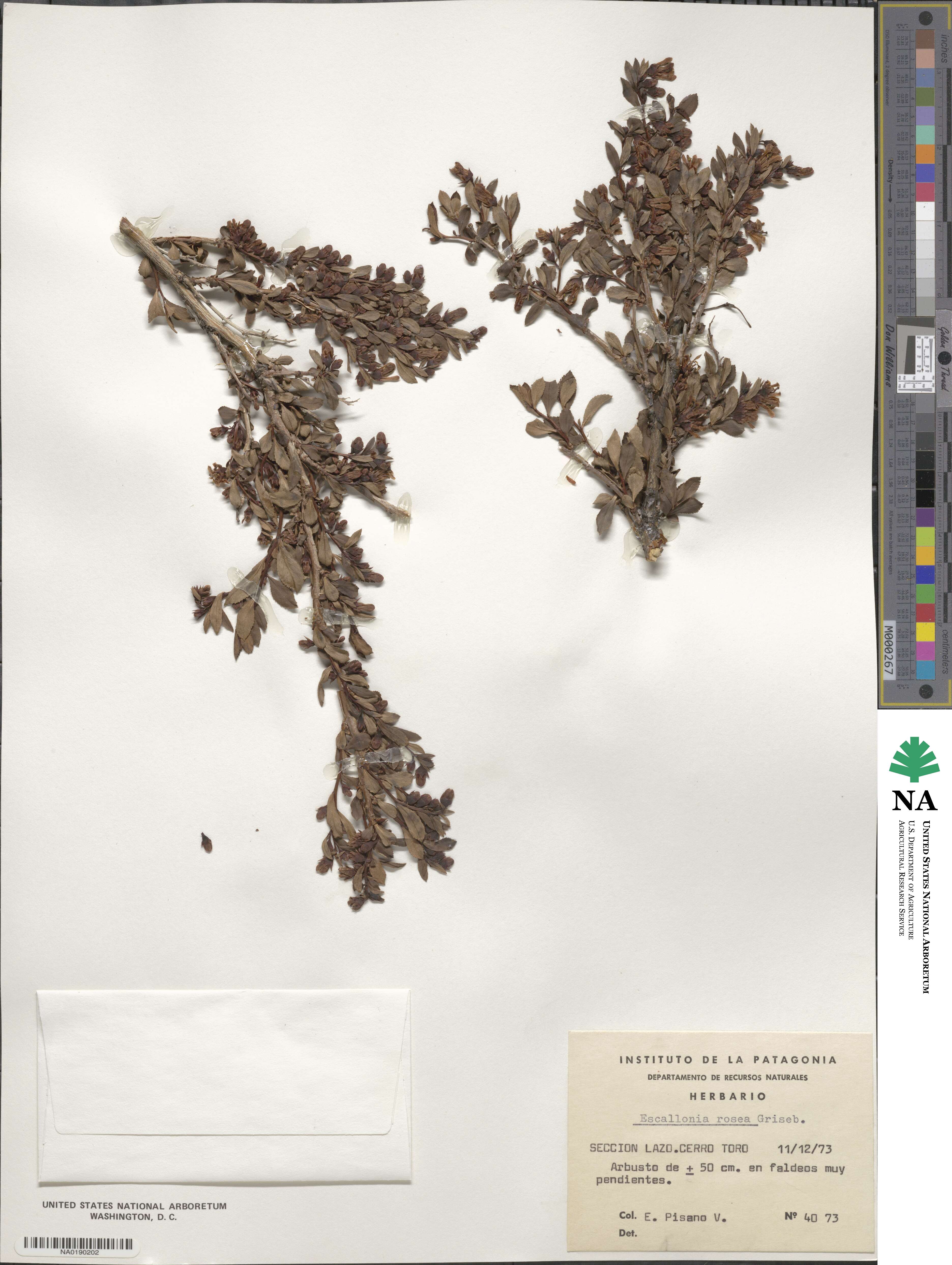 Escallonia rosea image