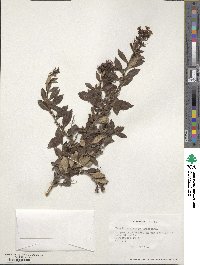 Escallonia rosea image