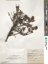 Escallonia rubra image