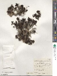 Escallonia myrtoidea image