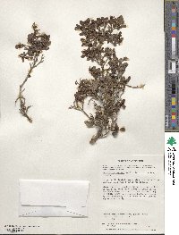 Escallonia myrtoidea image