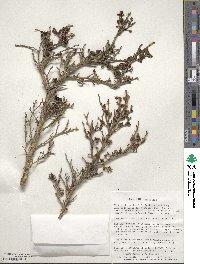 Escallonia myrtoidea image