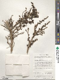 Escallonia myrtoidea image