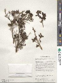 Escallonia myrtoidea image