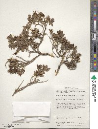 Escallonia myrtoidea image