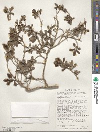 Escallonia myrtoidea image