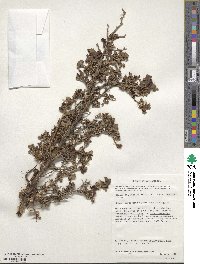 Escallonia myrtoidea image