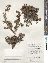 Escallonia myrtoidea image