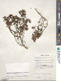 Escallonia myrtoidea image