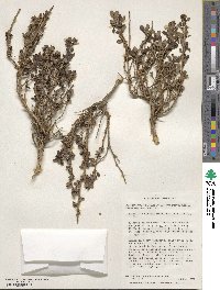 Escallonia myrtoidea image